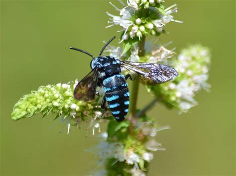 幸せ を 運ぶ 青い 蜂