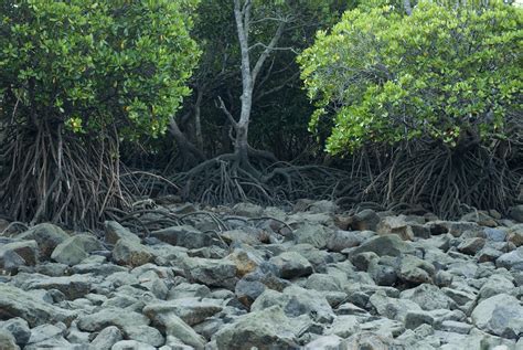 Free Stock Photo 11822 Rocky Mangrove Swamp At Low Tide Freeimageslive