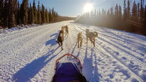 9 Best Places To Go Dog Sledding In Alaska