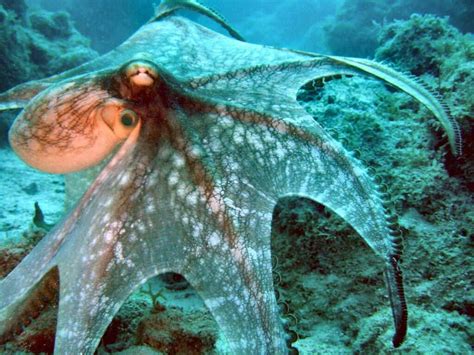 In An Octopuss Garden Eight Legged Monsters Of The Sea Beautiful
