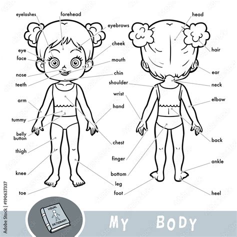 Vetor De Visual Dictionary For Children About The Human Body My Body