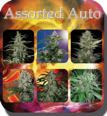 Assorted Auto Mix from Buddha Seeds