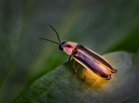 Montessori Zoology Insects Firefly ~ Pinegreenwoods