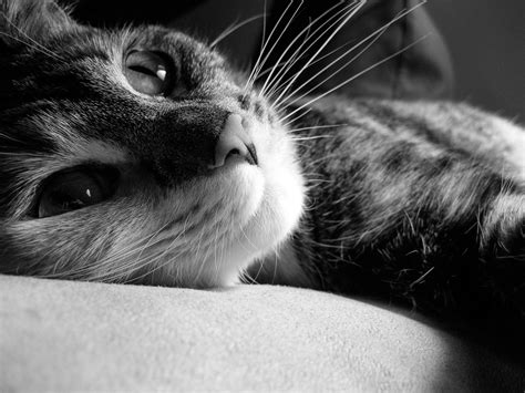 Free Images Black And White Sweet Animal Cute Looking Pet Fur
