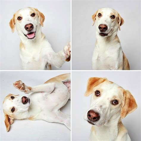Maybe you would like to learn more about one of these? Slatke fotografije pasa kao put ka udomljavanju - WANNABE ...