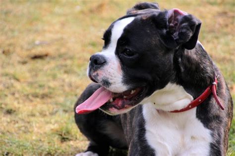 Boston Boxer Boxer And Boston Terrier Mix Info Pictures Personality