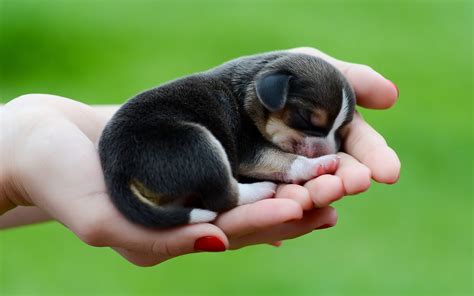 Just Born Teacup Beagle Puppy