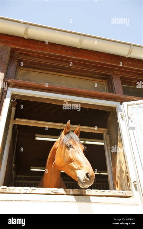 High Stable Hi Res Stock Photography And Images Alamy