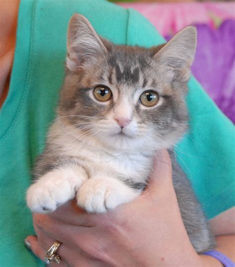 Belinda An Athletic Kitten Debuting For Adoption Today