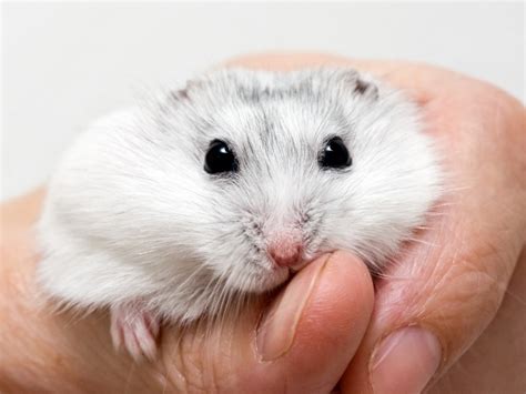 Different Types Of Hamsters Complete Guide 2023 Northern Nester