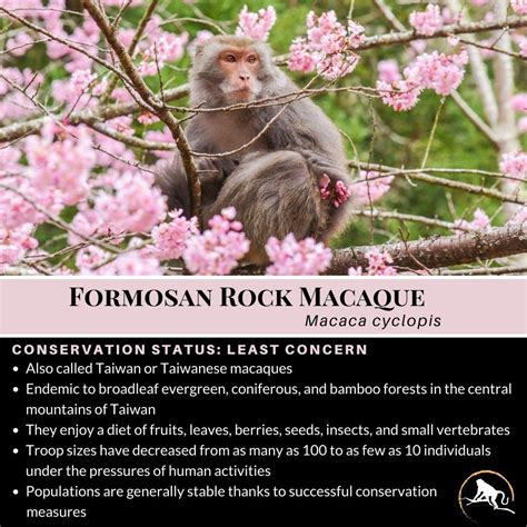 Formosan Rock Macaque Macaca Cyclopis New England Primate Conservancy