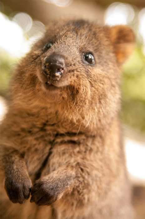30 Funny Quokka Pictures That Will Make You Book A Flight To Australia
