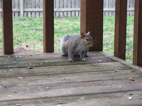 Hungry Squirrel Kristina Wright Flickr
