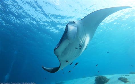 Manta Ray Komodo Video Indonesia Swimming Dive Snorkel Coral Triangle