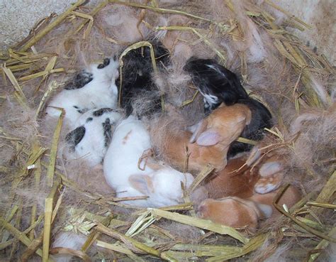 Cómo Cuidar Conejos Recién Nacidos
