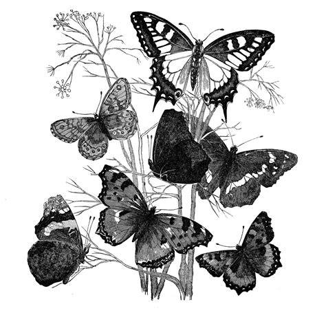 Antique Image Butterflies On Branch The Graphics Fairy