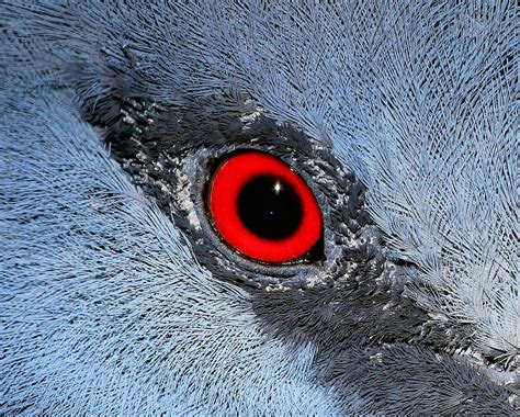 Eye Macro Bird Free Photo On Pixabay