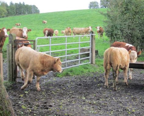 Top Five Tips For Creep Feeding Calves This Autumn Department Of