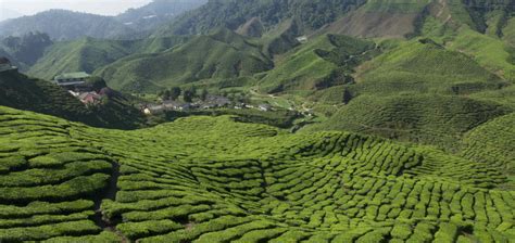 Full with tea plantations and nature! Best places to stay in Cameron Highlands, Malaysia | The ...