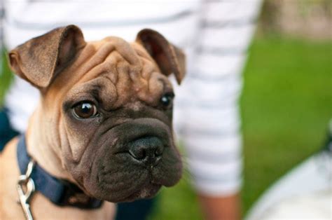 18 Of The Most Adorable Wrinkled Dogs Stuffmakesmehappy