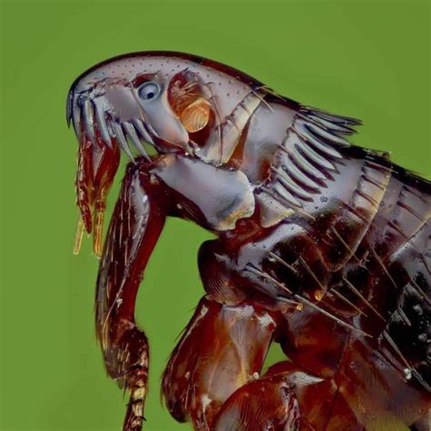 Macro Photography Of A Flea In The Image You Can See Its Eye Part Of