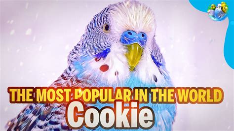 Story Of Famous Budgie Cookie Youtube