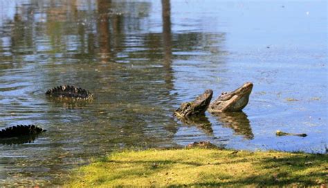 Alligator Courtship Water Pond Kiawah Island Barrier Island