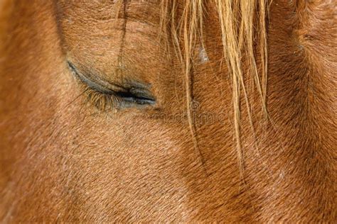 Closed Horse`s Eye Closeup Stock Image Image Of Rural 238005383