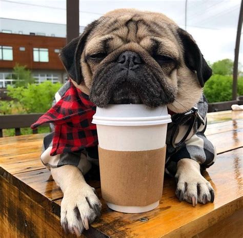 Pin By Maria Sin On Morning Coffee Cute Pug Puppies Pugs Funny Pugs