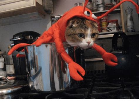 29 Costumes For Cats That Your Cat Will Definitely Wont