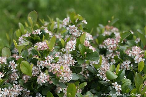 As cute as a button yet tough as nails, low scape mound ® aronia is an innovative dwarf selection that may be the closest thing yet to a perfect landscape plant. Pin on clay slope