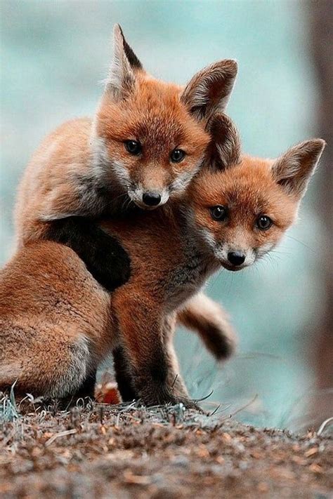 I Love Foxes Sooooooo Cuddly Looking Met Afbeeldingen Schattige