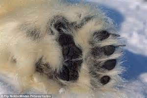 Polar Bears Leave Messages In Their Footprints Daily Mail Online