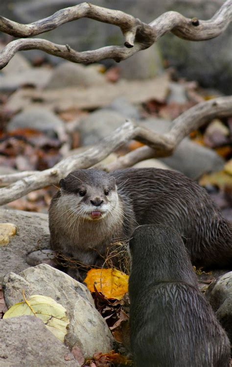 Playful Otters Smithsonian Photo Contest Smithsonian Magazine