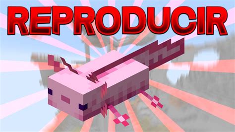 Como Reproducir Ajolotes Minecraft 117 Shorts Youtube