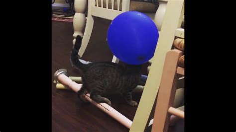 Cats Vs Balloons 1 Youtube