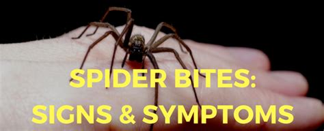 Time, i think, that we have it redone. What to do If You've Been Bit by a Spider: Symptoms, Signs ...