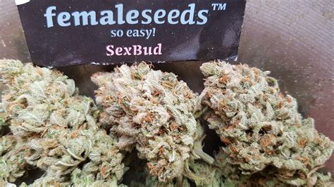 Female Seeds Sexbud Grow Journal Harvest16 By Growdiaries