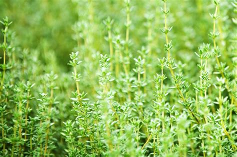 Growing Thyme Anywhere Garden Culture Magazine
