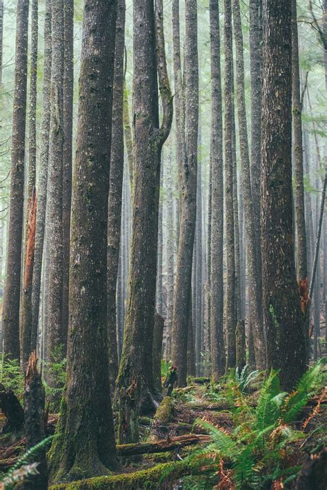 Hd Wallpaper Trees On Forest Wood Woodland Wilderness Trunk Fern