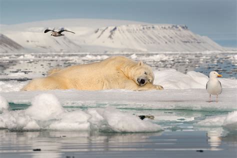 996010 Nature Sea Antarctica Animals Water Ice Birds Sleeping