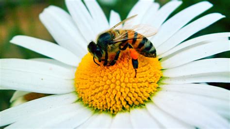 Chose several colors of flowers. Bee on White Flower Pollination | HD Wallpapers