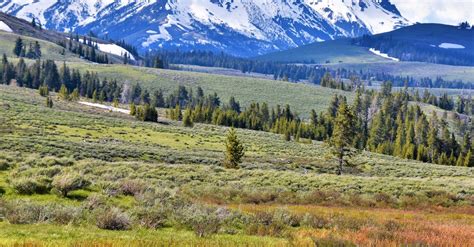 Free Stock Photo Of Mountain Sagebrush Yellowstone National Park
