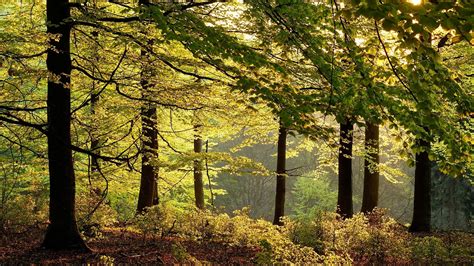 1105651 Sunlight Trees Landscape Forest Leaves Nature Branch