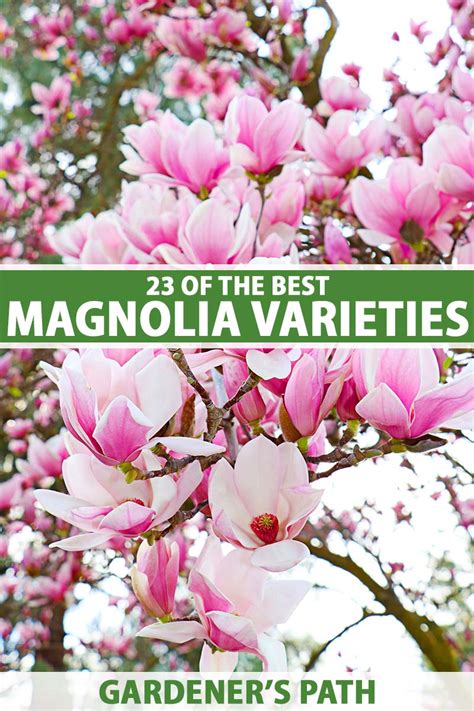 What Do Magnolia Flowers Look Like Best Flower Site