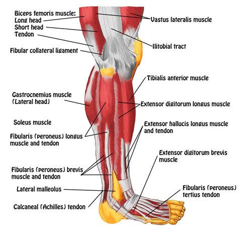 Brings leg back to and across body. Leg Muscles Diagrams Human Anatomy - 101 Diagrams