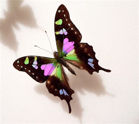 Pretty Butterfly Photograph By Rosalie Scanlon Fine Art America