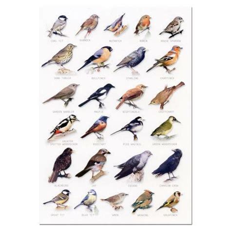 Legitimate id queries only, there are other pages available for picture/sighting sharing. Bird Identification: Non-Fiction | eBay