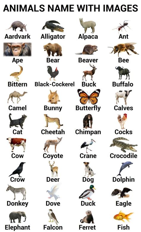 A To Z Animals Names With Their Images In English Artofit