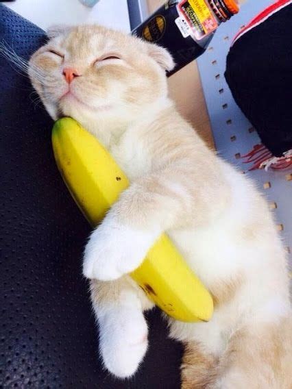 Beyond The Idea Of Attempting To Dress Your Cat Up As A Banana In Honor